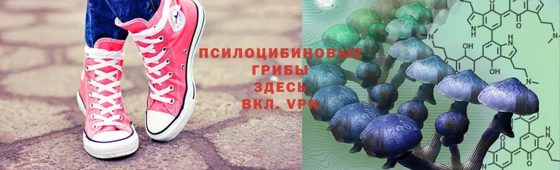 Галлюциногенные грибы Psilocybe  купить наркотик  Зима 